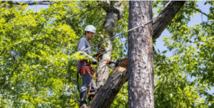 arborist Adelaide Hills